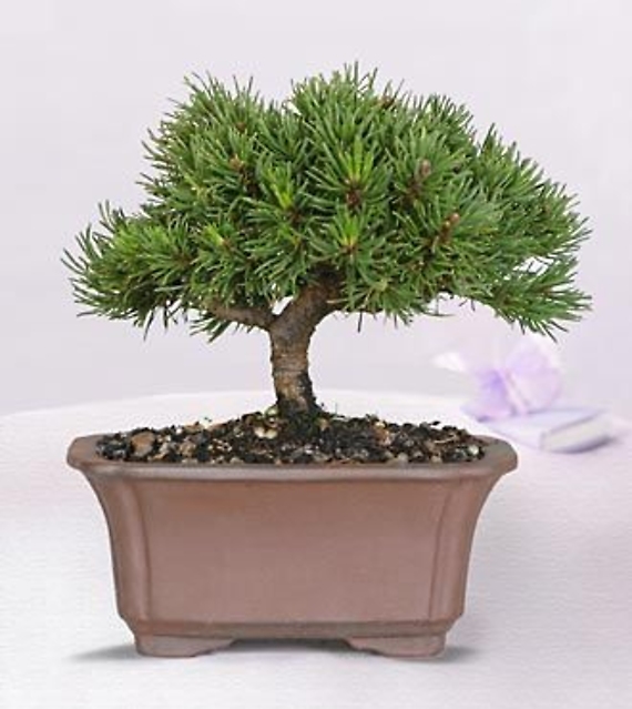 Dwarf Mugo Pine Bonsai