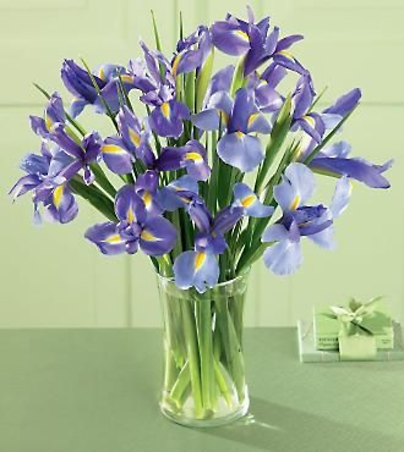 Iris Splendor