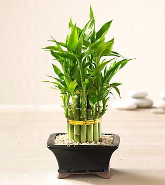 Double Lucky Pyramid Bamboo