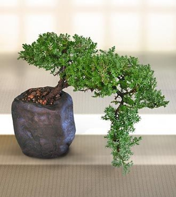 Living Art Green Juniper Bonsai