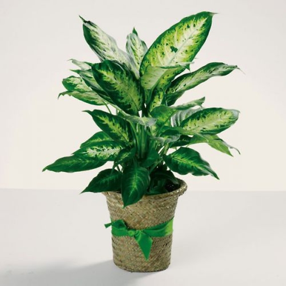 Dieffenbachia Plant