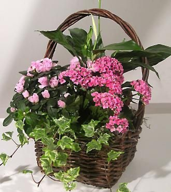 Blooming Dish Garden Basket