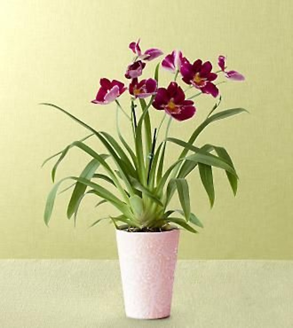 Heart\'s Warming Orchid Plant