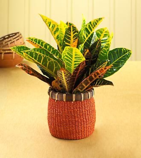 Vibrant Croton Plant