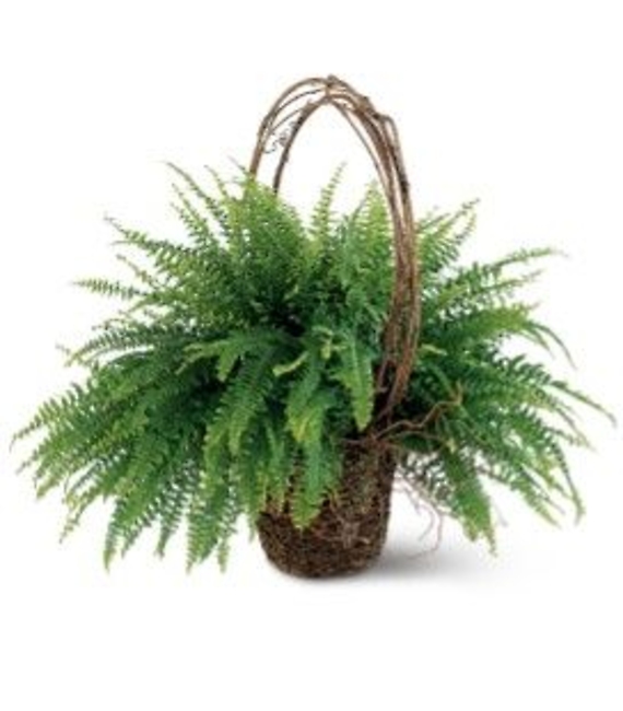 Fern Basket