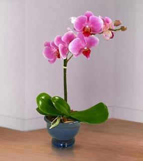 Happy Wishes Orchid Plant